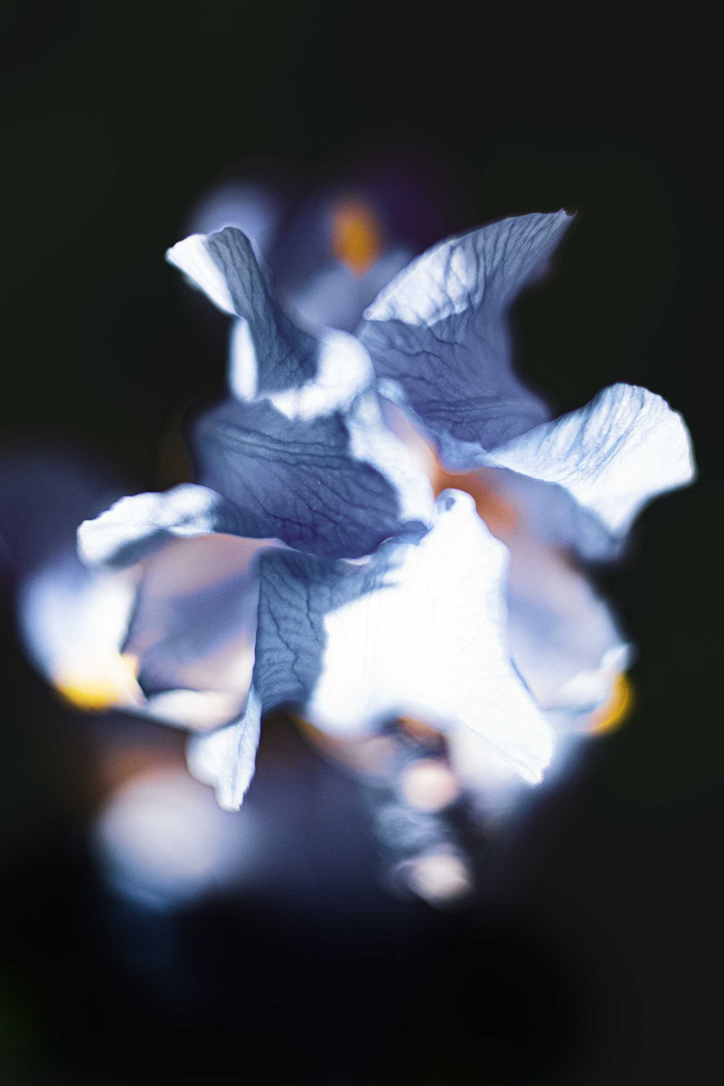 Flower Portraits Blue Iris
