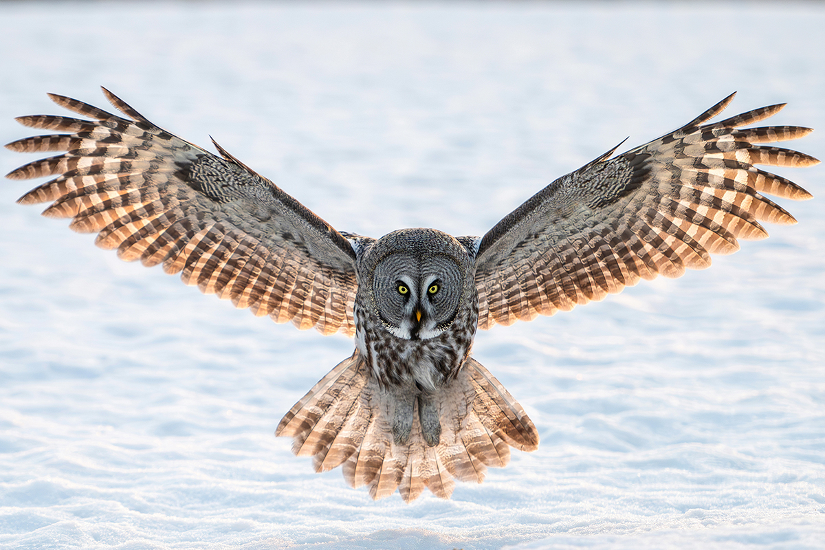 Lapland owl landing