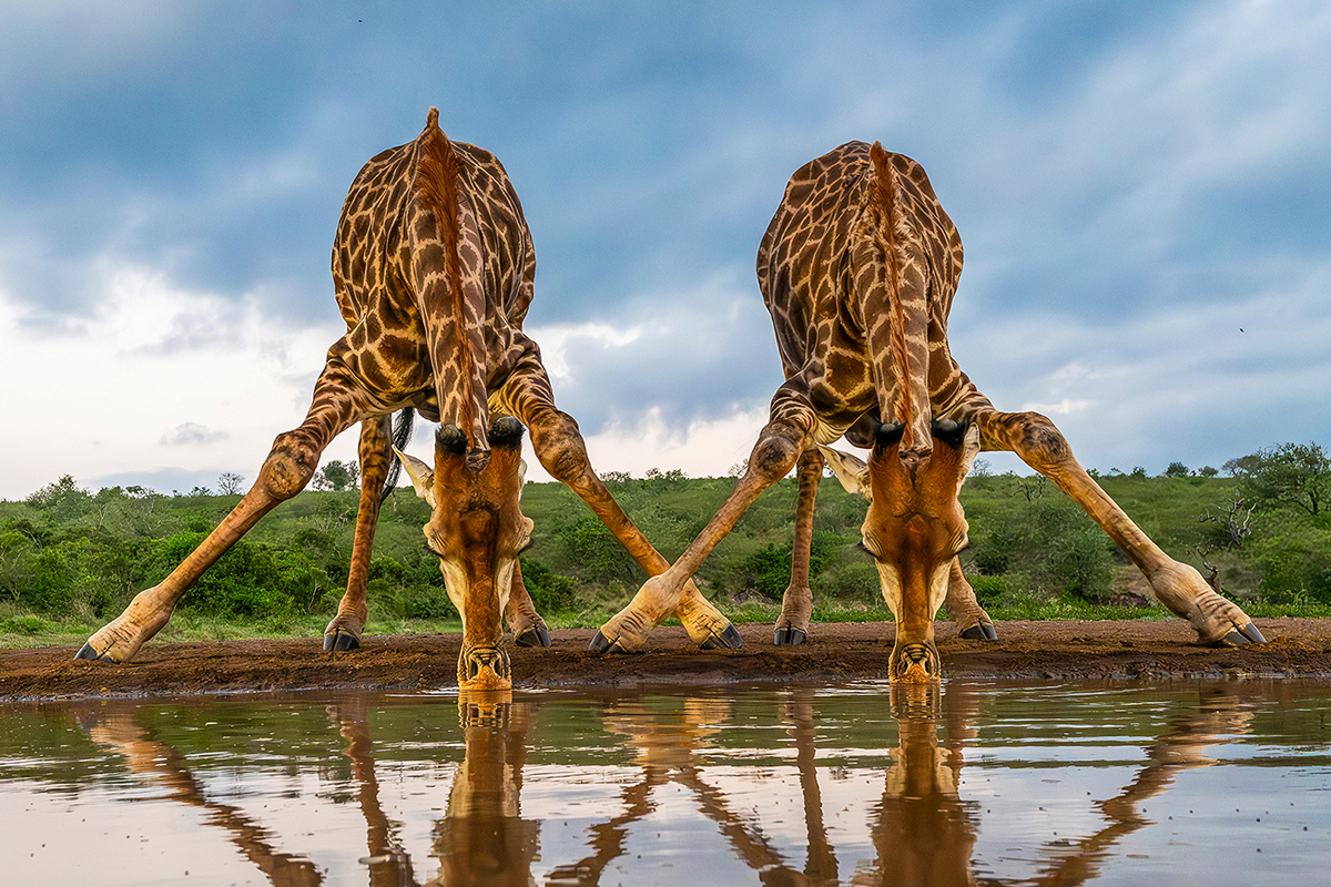 Giraffes drinking
