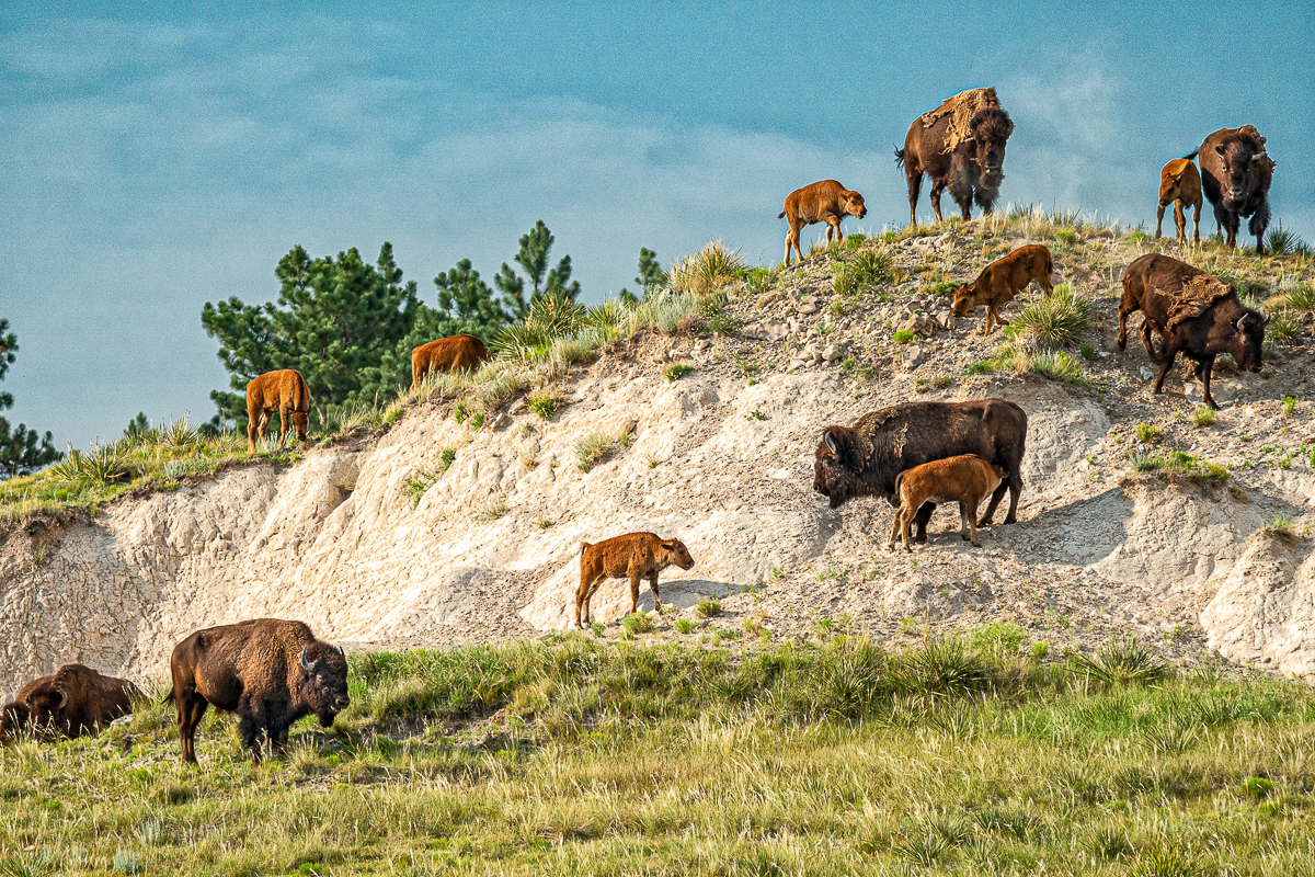 Bison Ridge