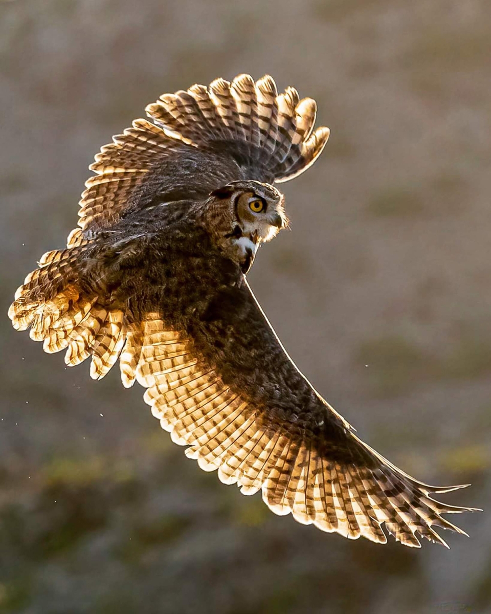 Owl with a Bowtie