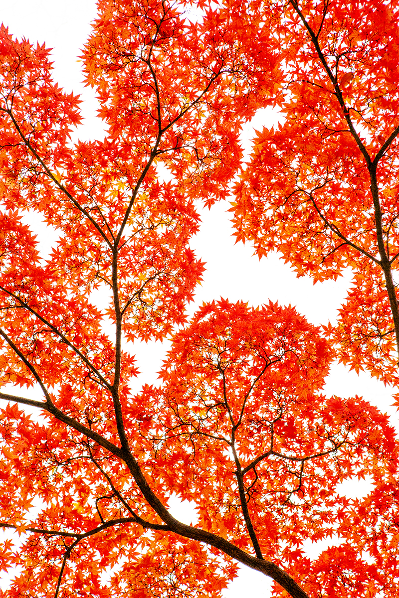 Geometry of Autumn Silence