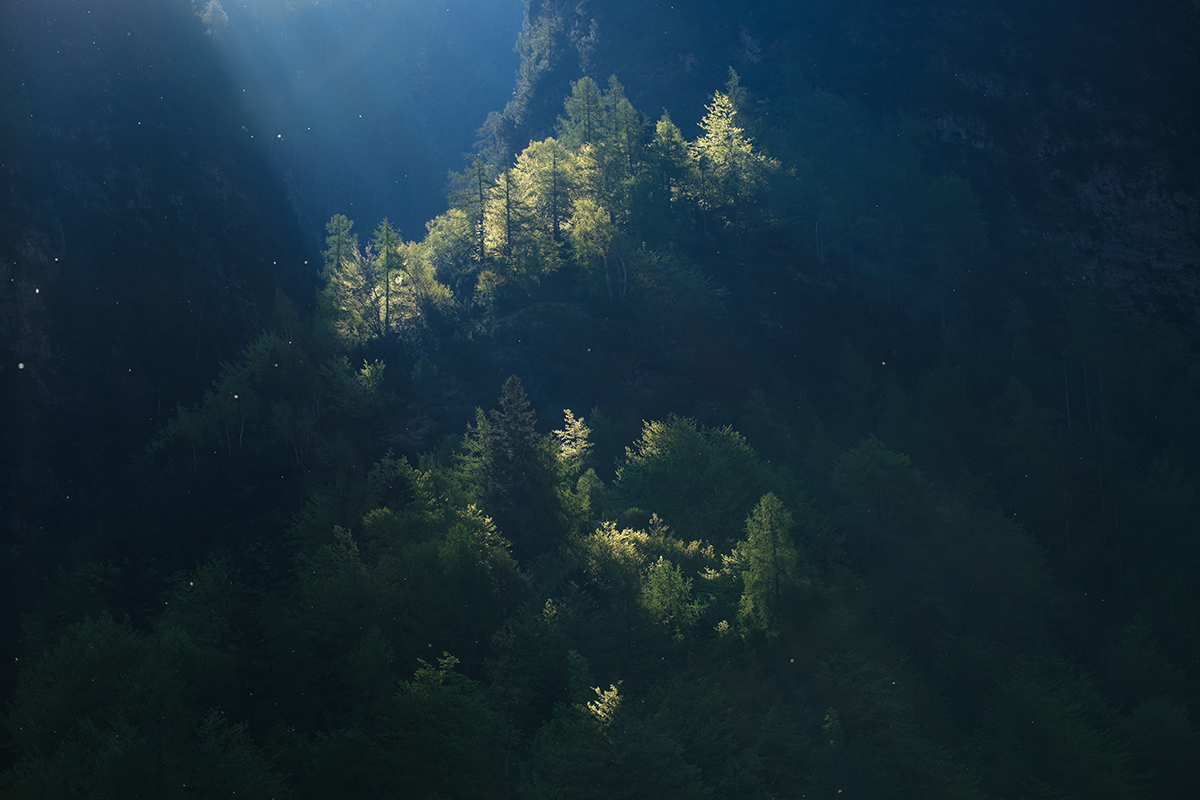 Mountain Forest
