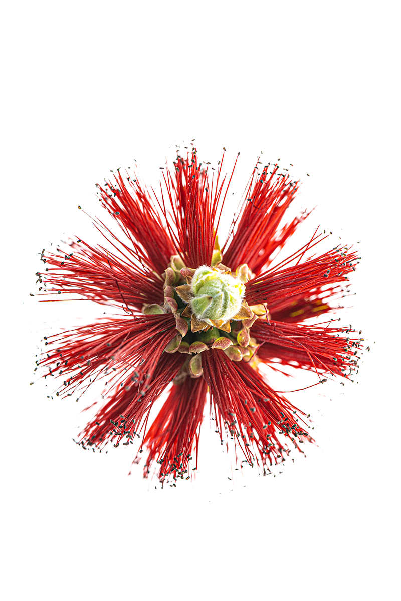 Bottlebrush, Calabasas, California, 2025