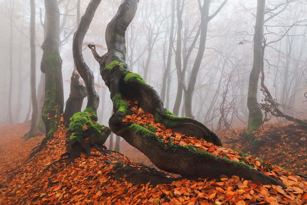 Crooked Tree