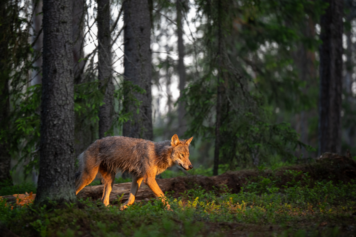 First Rays of the Rising Sun