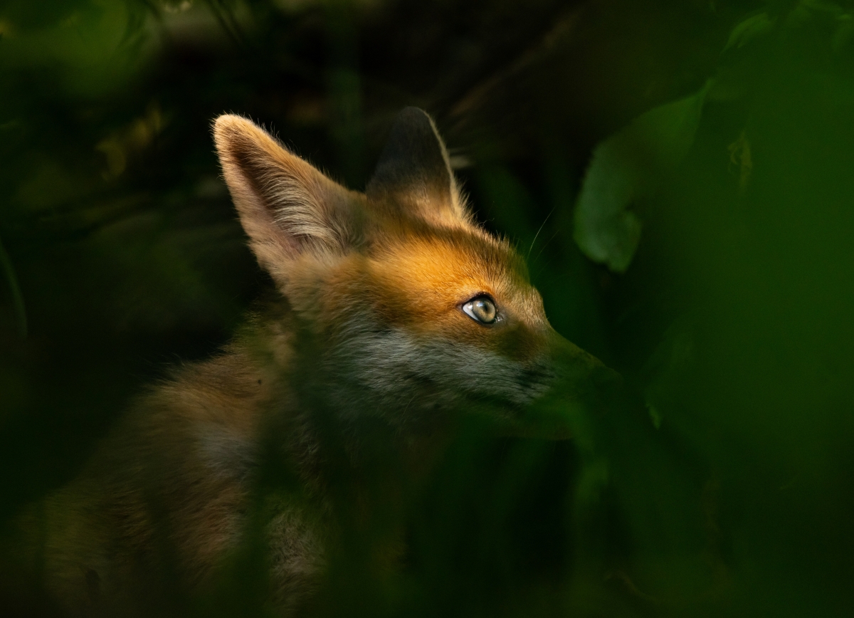 Behind the leaves