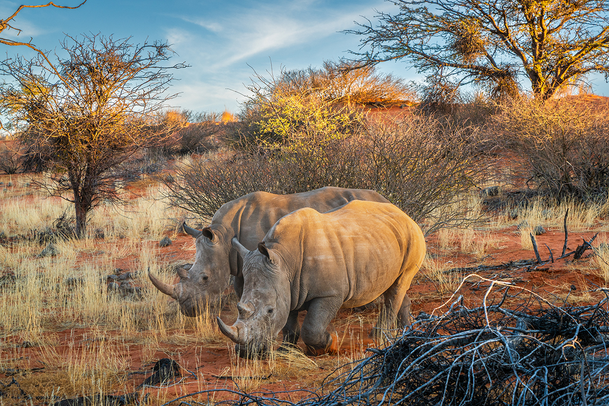 white rhinos