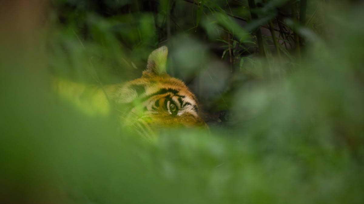 Tiger: I see you!