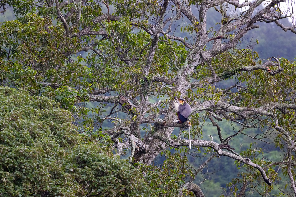 The Tree House