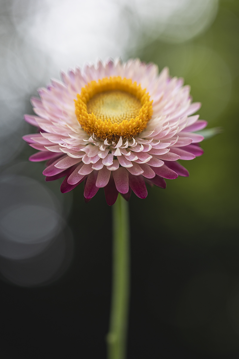 Strawflower