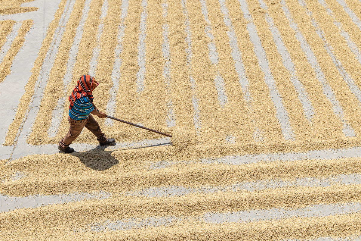 Drying Coffee Beans in the Sun