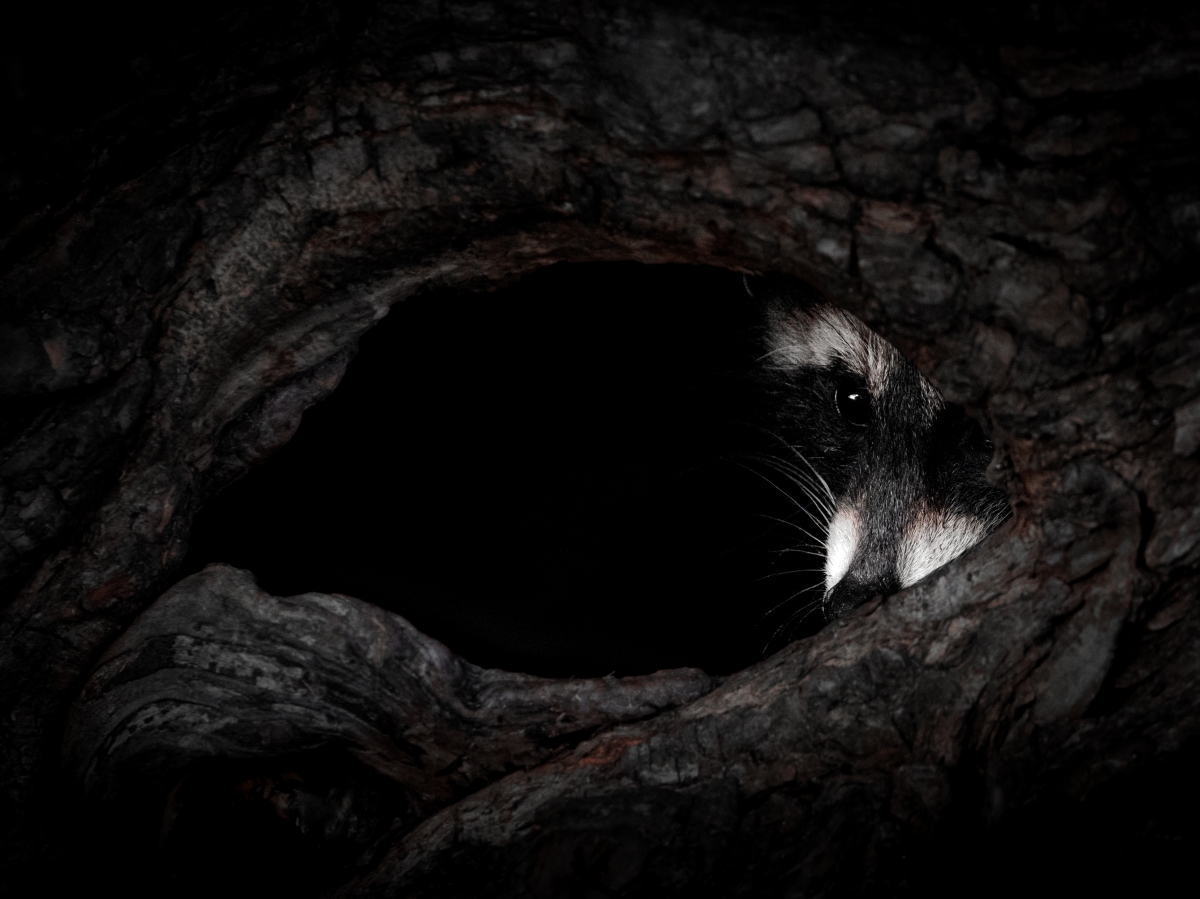 The watcher