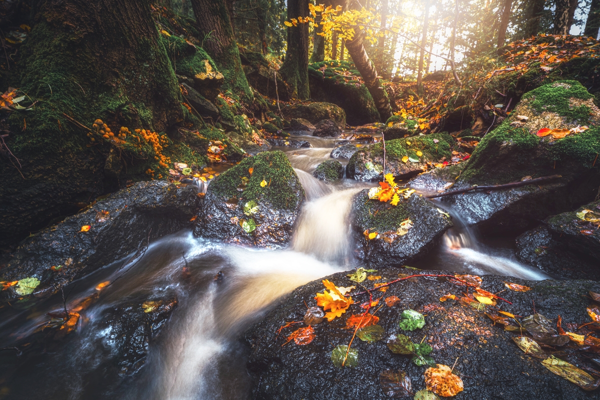 Autumn