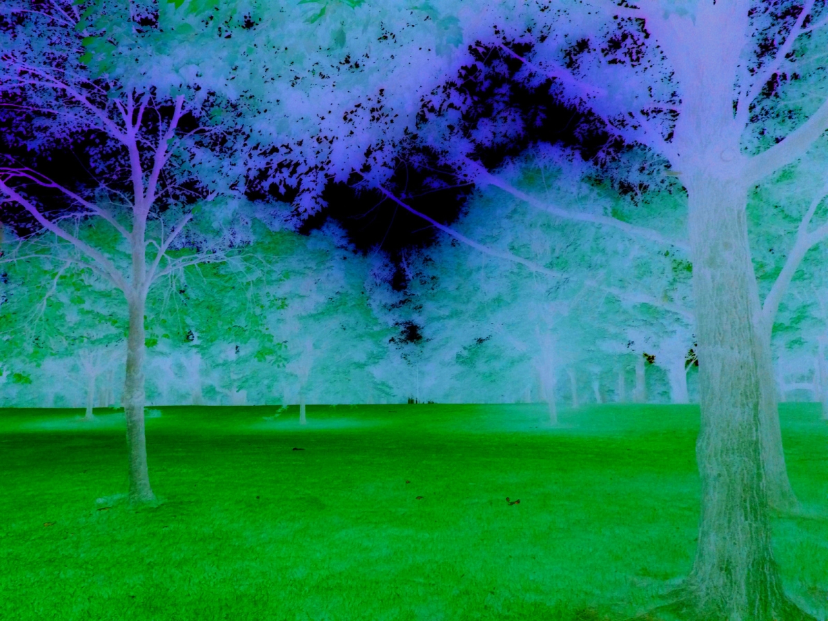 Tree Park