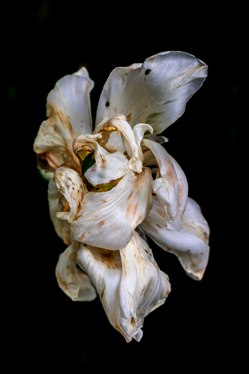 Fading Beauty