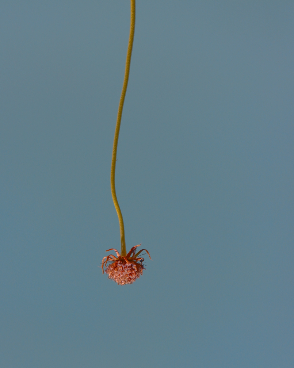 let it hang