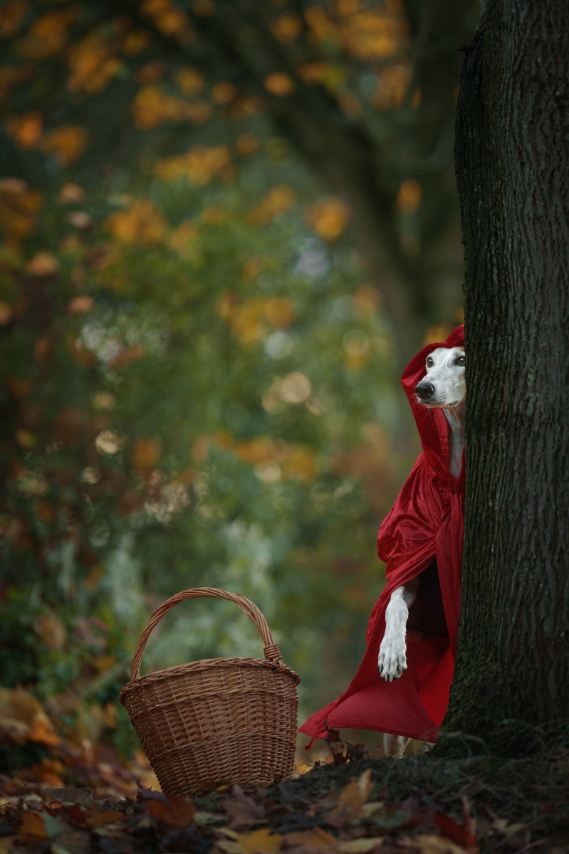 Little Red Riding Hood
