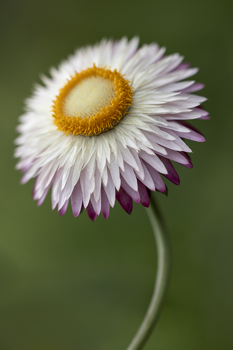 Xerochrysum bracteatum