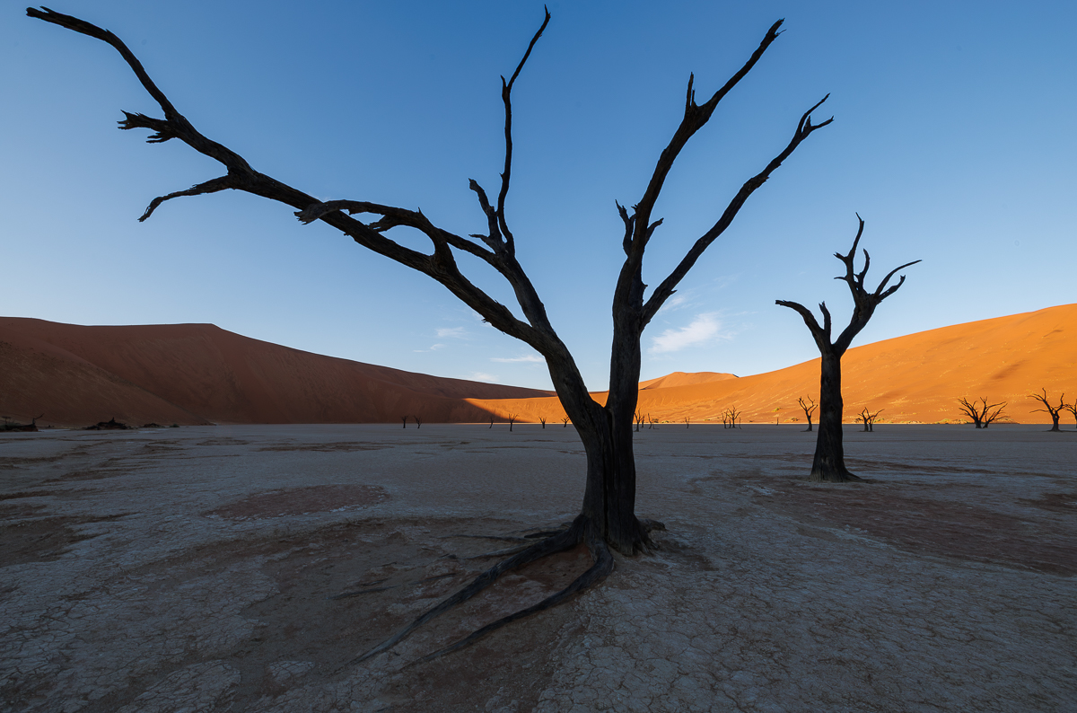Trees die standing up.