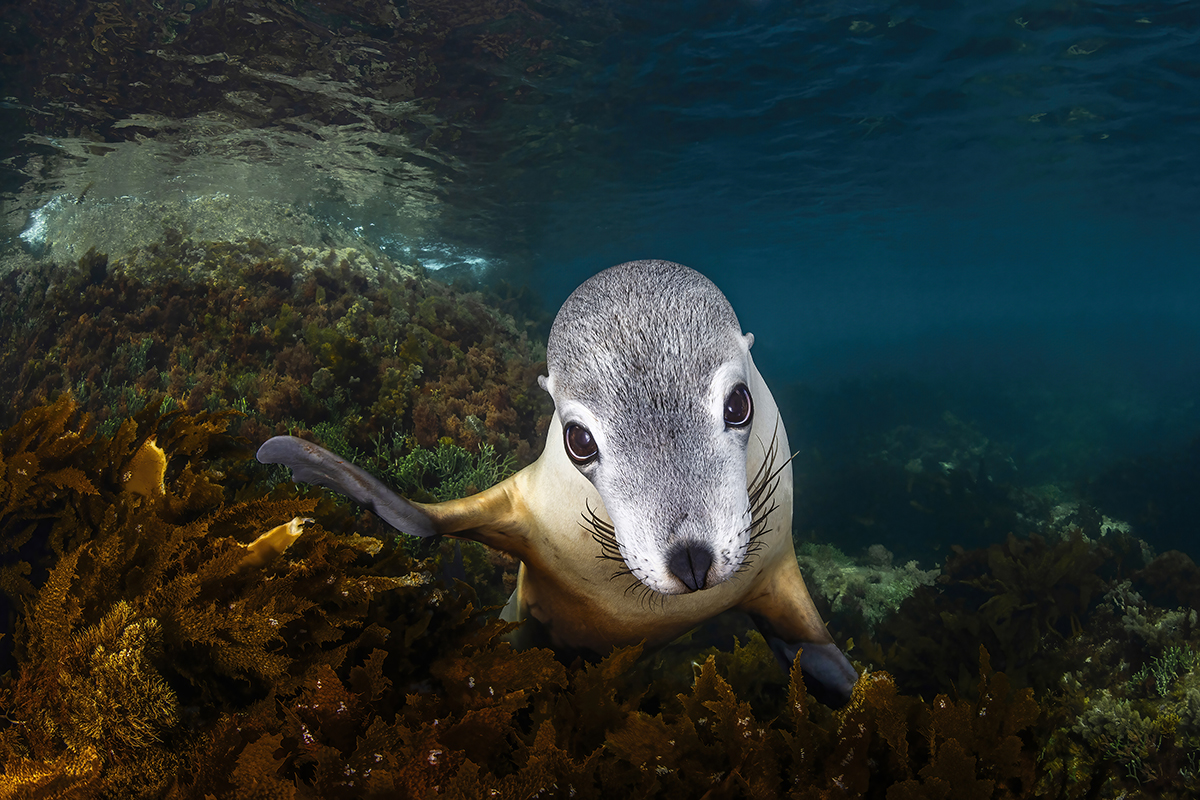Sea Puppy Gaze