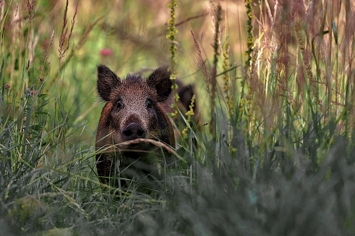 Curious Piglets