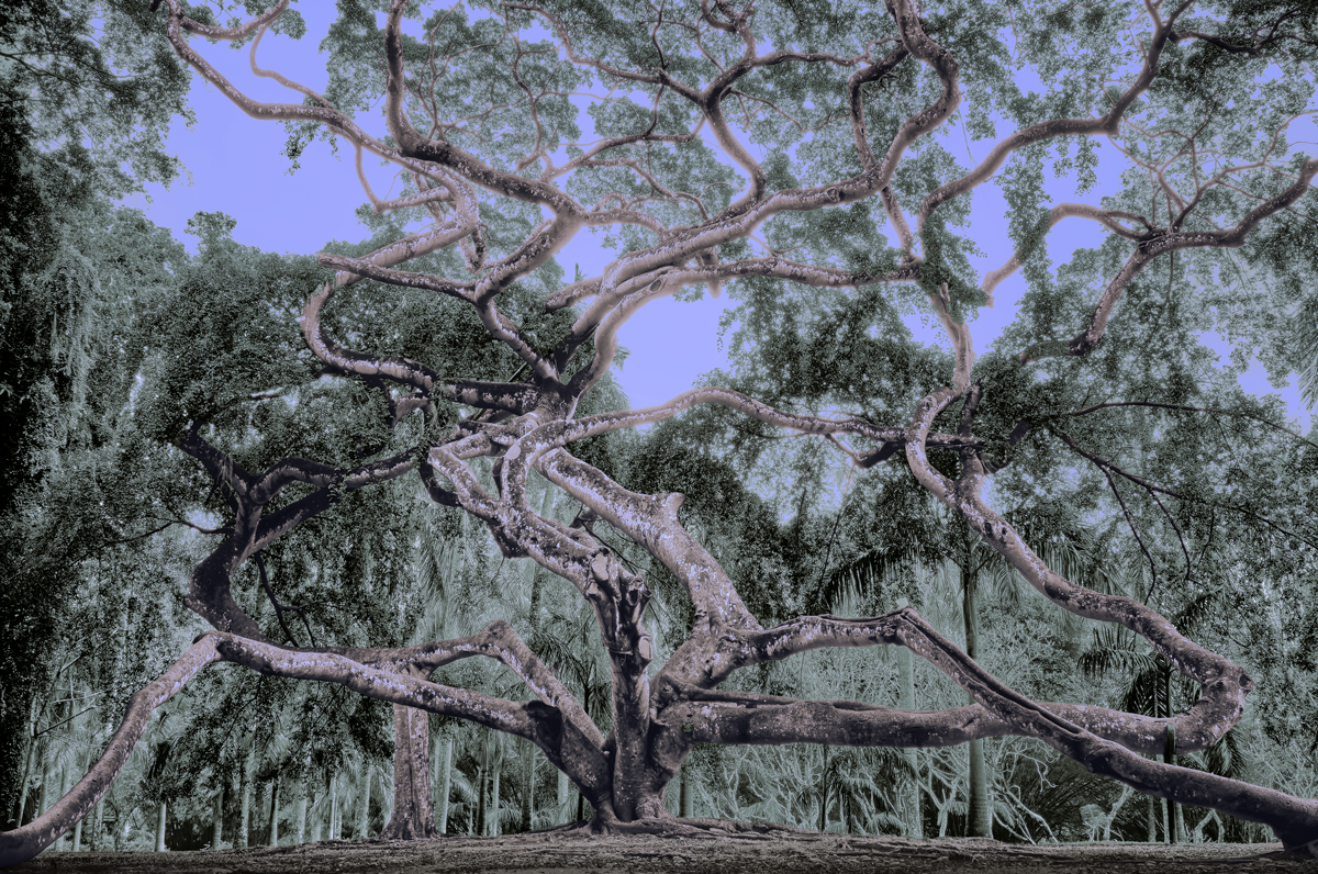Neural Canopy