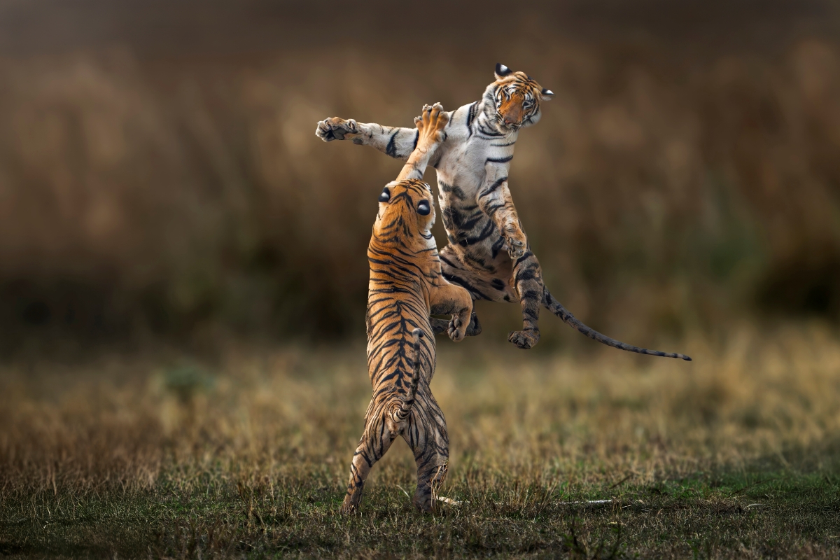 Sibling Rivalry