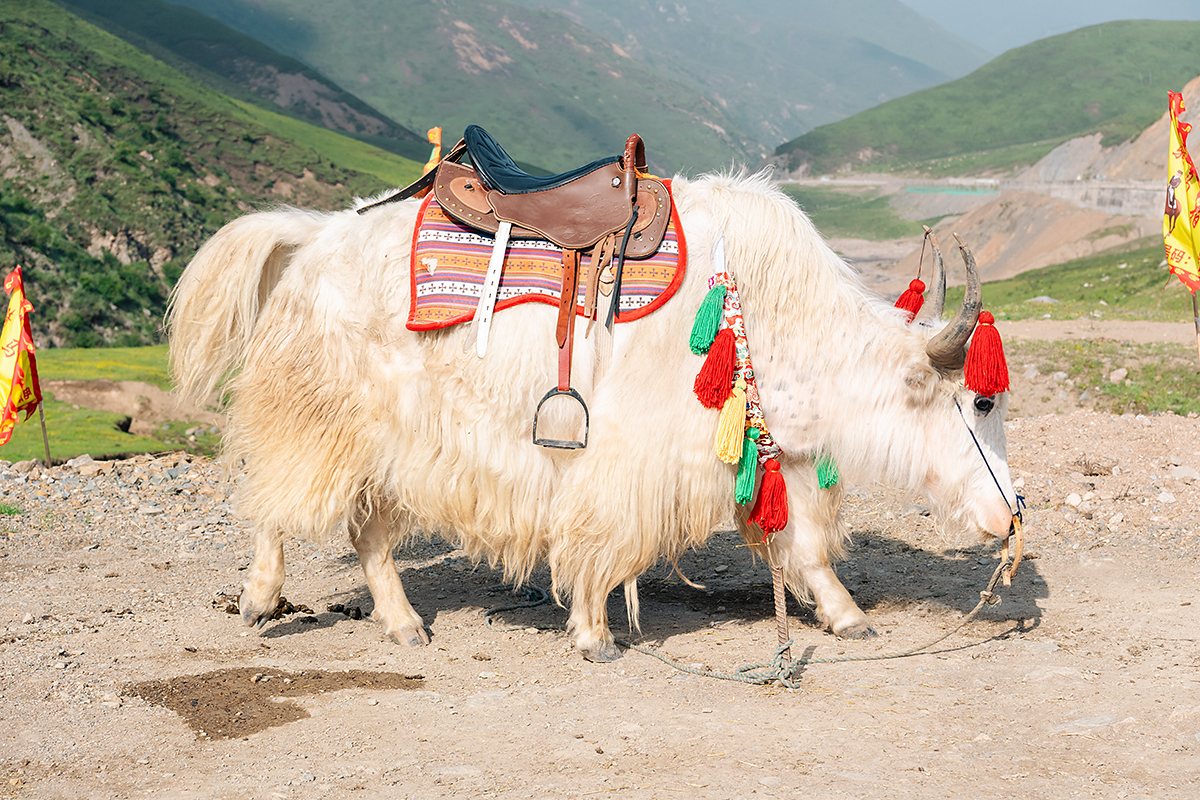 Beauty Made for Submission