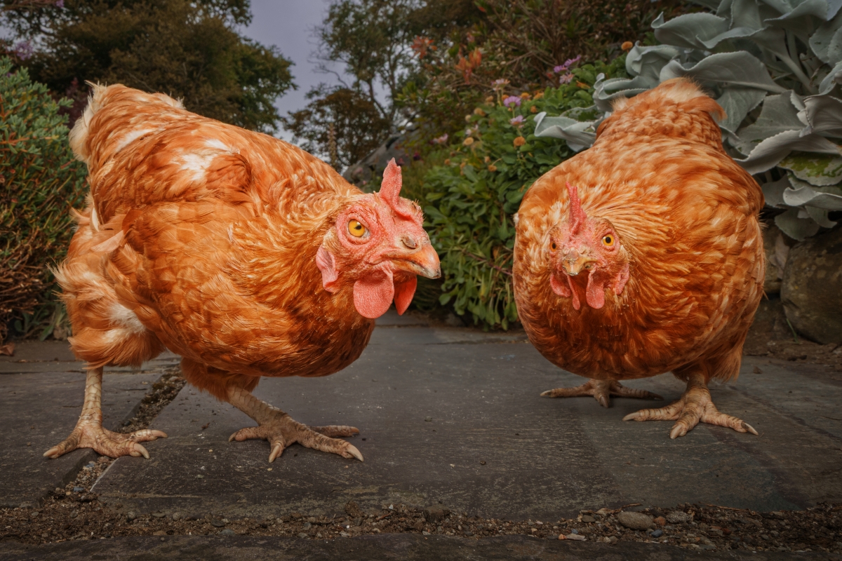 What the cluck are you looking at?