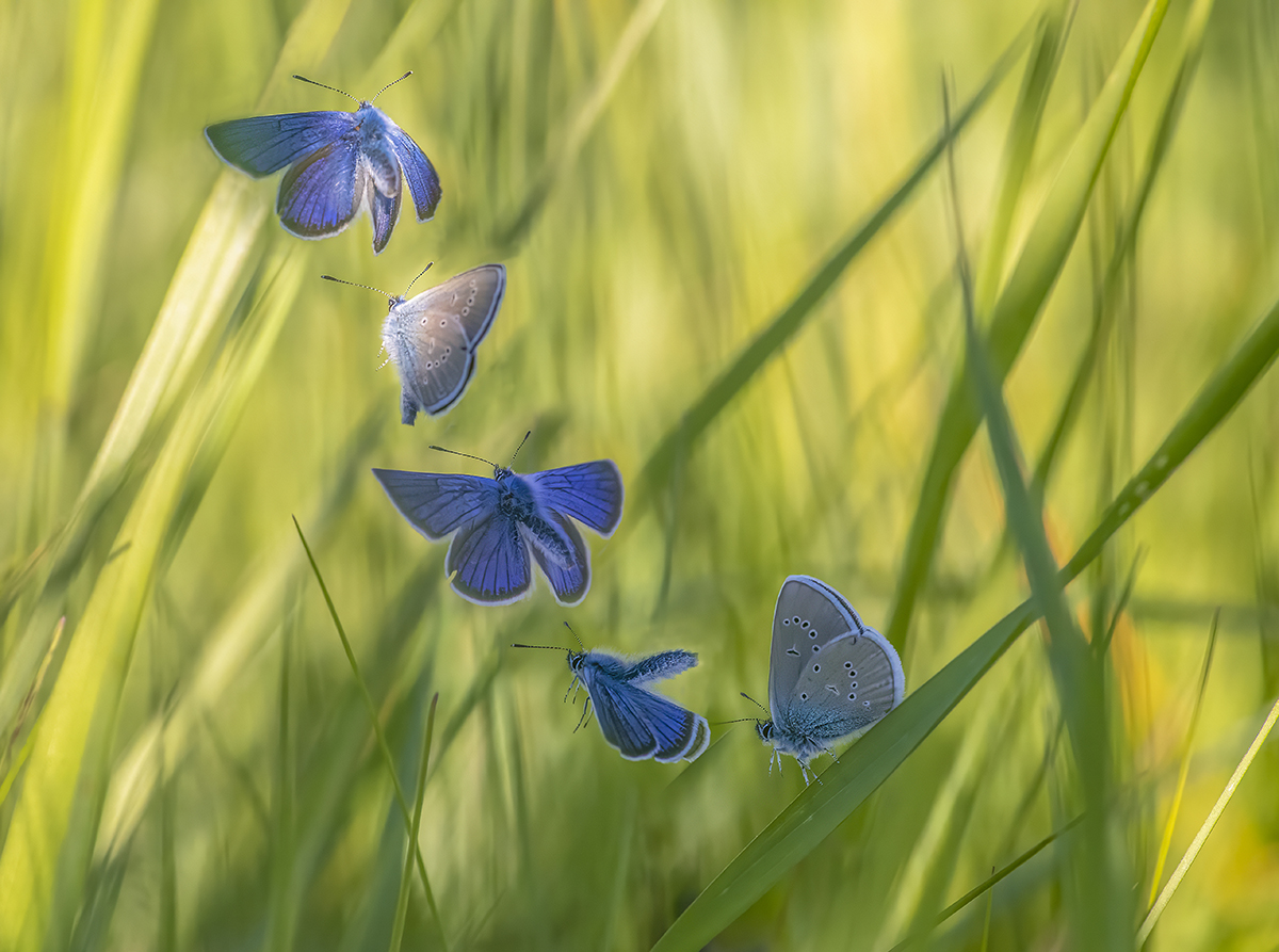 Blue flight