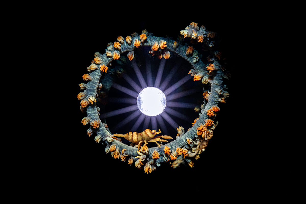 Starbust shrimps