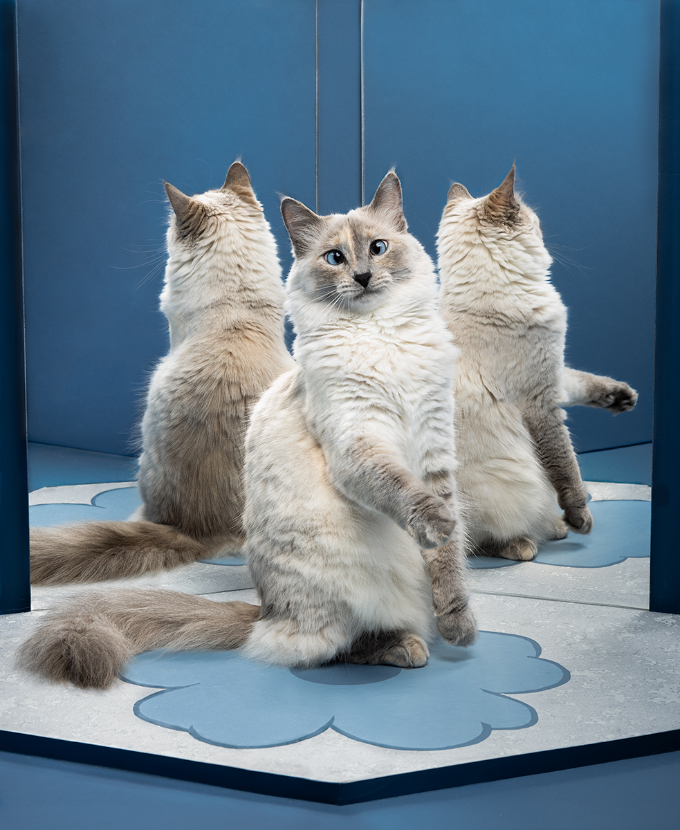 Mirror reflection with Blanca