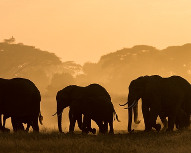 Silhouettes of elephants