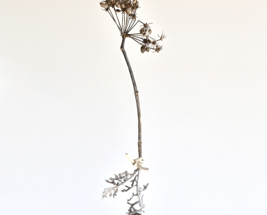 Plant II (from the series Memorie del Mare)