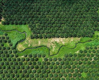 Oil palm plantation 