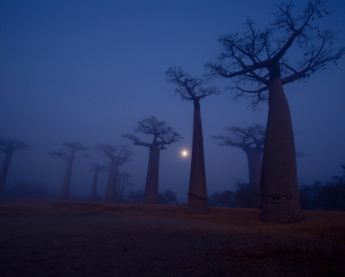Baobabs in the fog