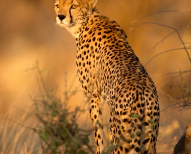 Cheetah in morning light