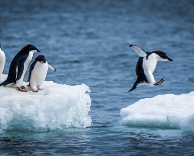 Adélie penguin jumping between two ice floes