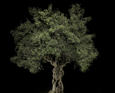  Portrait of an old Olive Tree
