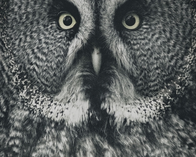 Portrait of great grey owl