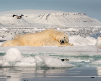 Dreaming of Sea Ice