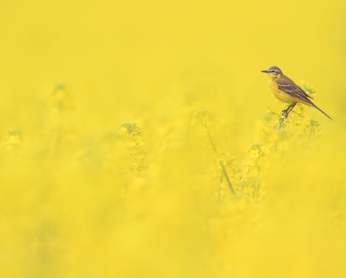 The Yellow Realm of Yellow Wagtail
