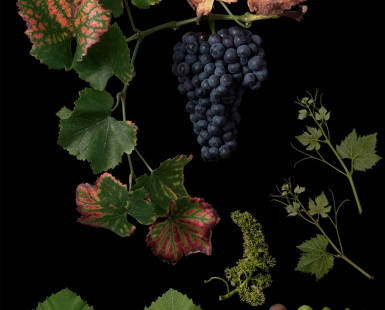 Vitis vinifera 'Pinot Noir'