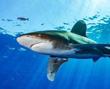 Oceanic shark red Sea Egypt 
