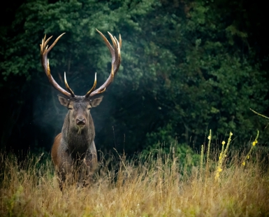 Deer on his Meadow