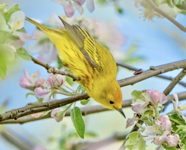 Yellow Warbler smelling crabapple blossoms 