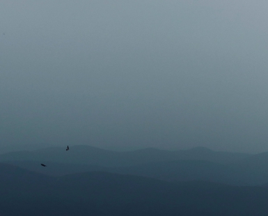 The birds in the mountains