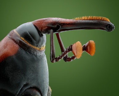 Red Palm Weevil aka The Boxer