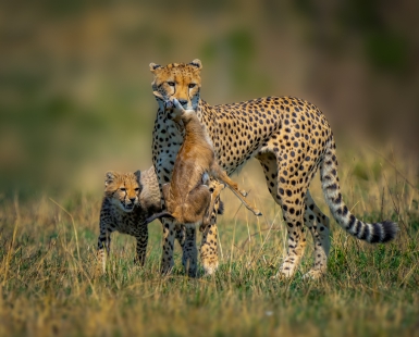 Mother Cheetah immediately after the successful hunting of a gazel. 